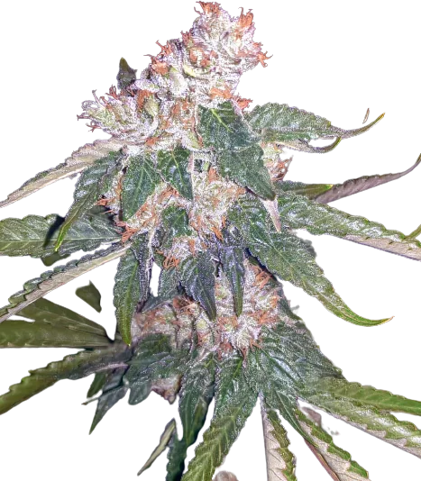 Killer Queen Auto