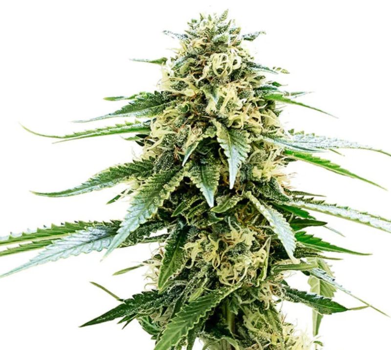 Kiwiskunk Feminized