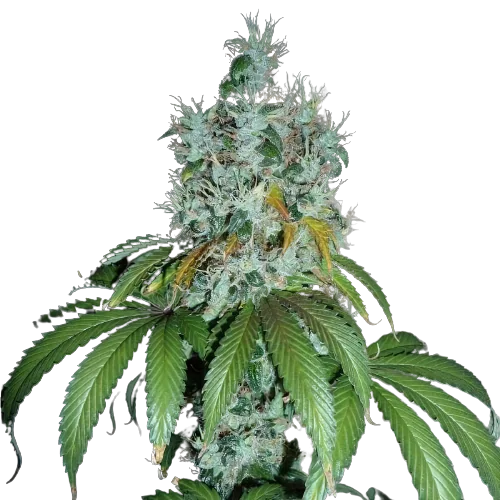 Kuchi Feminized