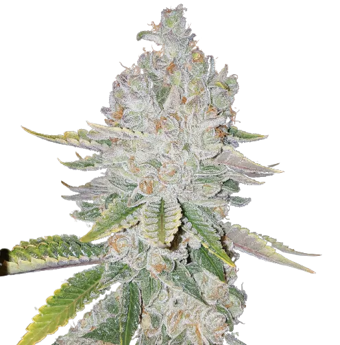 L.A. Sunshine Feminized