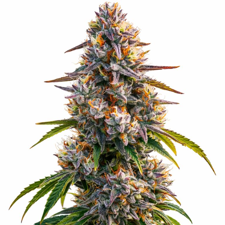 LA Confidential Feminized