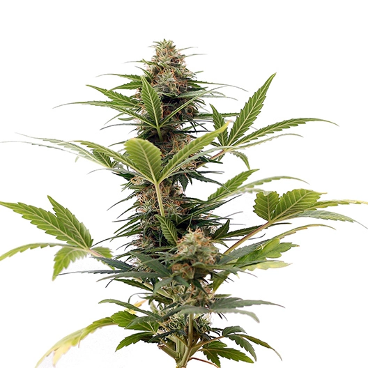 LA Jack Feminized