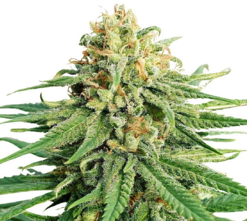 LA OG Feminized