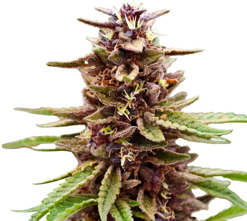 Lavender Jones Feminized