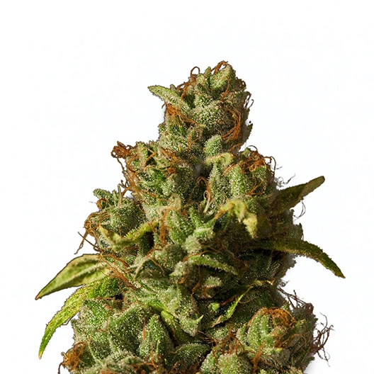 Le Silver Royale Feminized