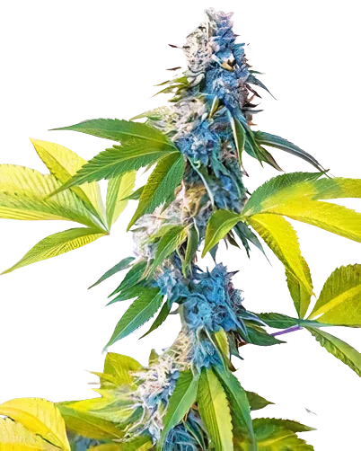 Legend OG Feminized