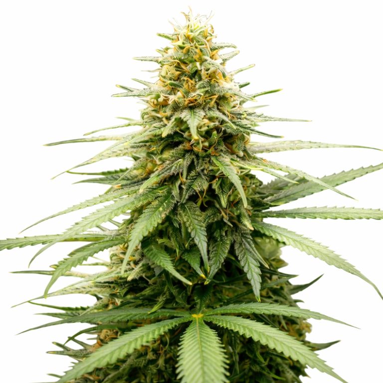 Lemon Skunk Auto