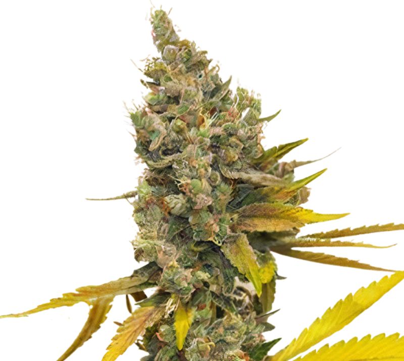 Lemon Thai Feminized