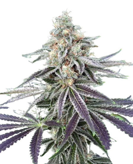 Lemon Tree Feminized