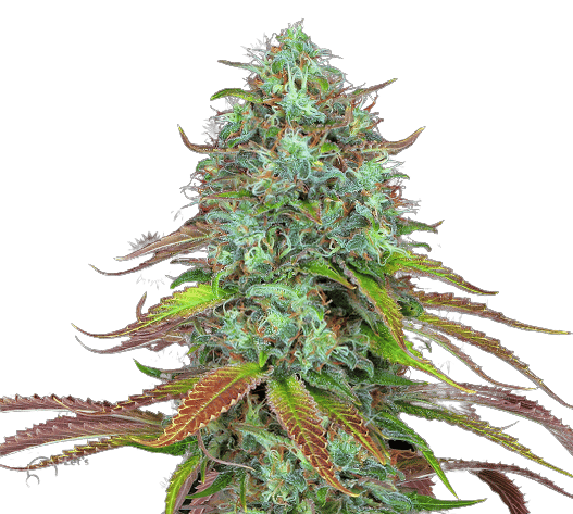 LSD Feminized