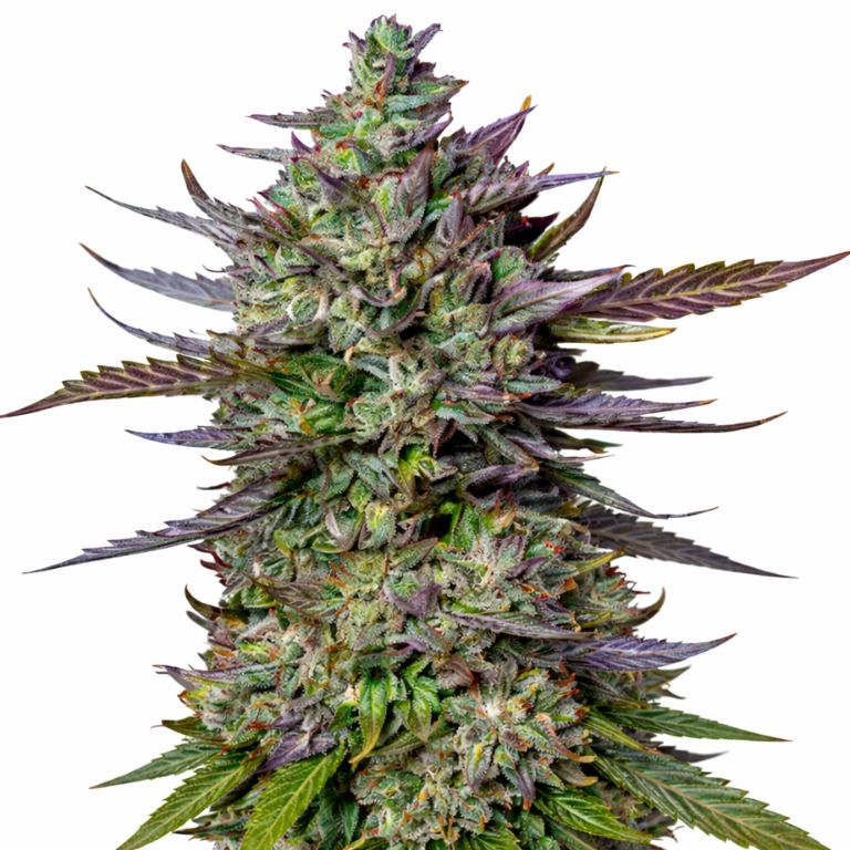 Lucid Blue Feminized