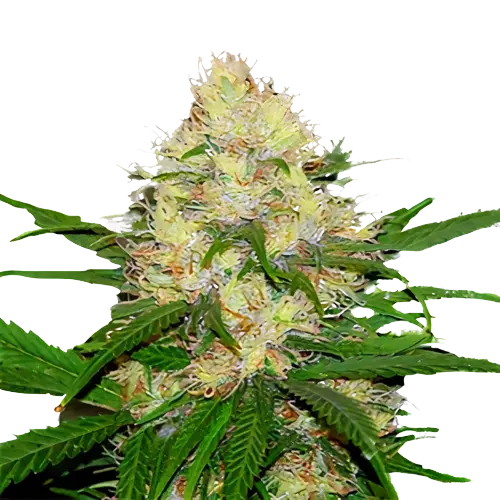Mad Scientist Feminized