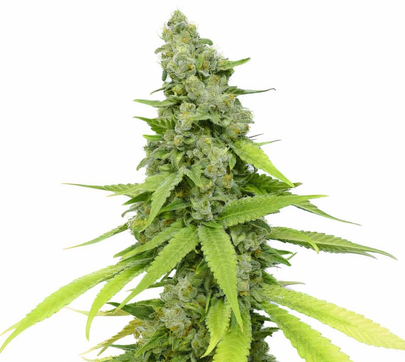Mag Landrace Feminized