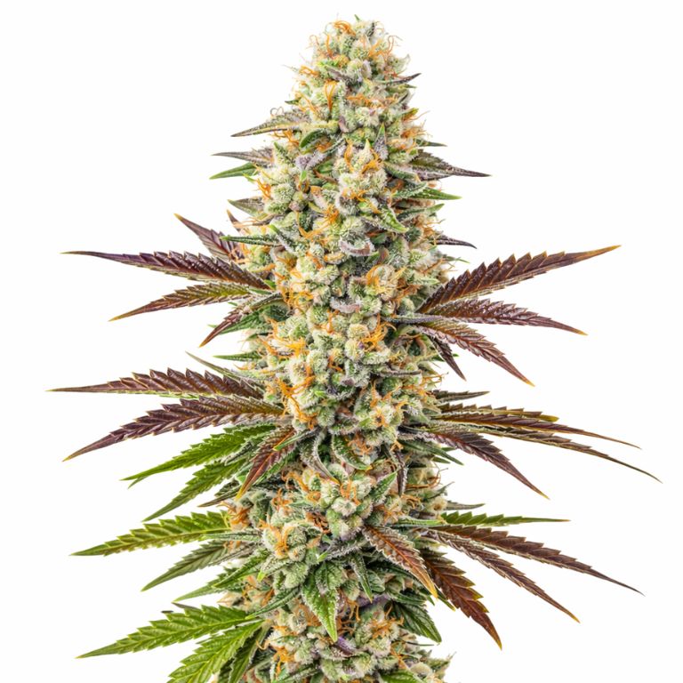 Melonade Feminized