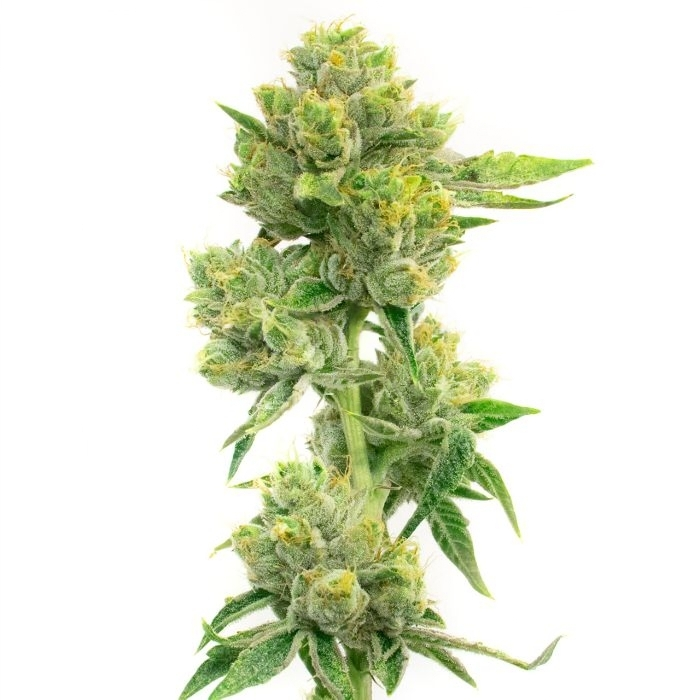 Melting Pot Feminized