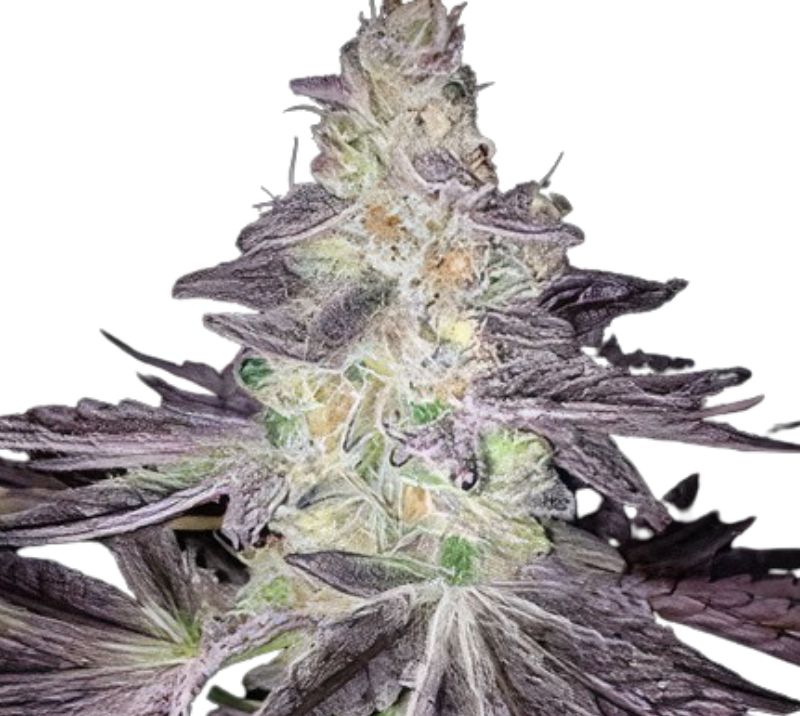 Mendo Breath Auto