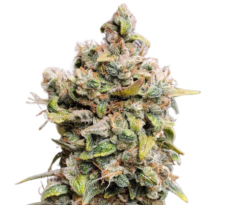 Monster Cookies Feminized