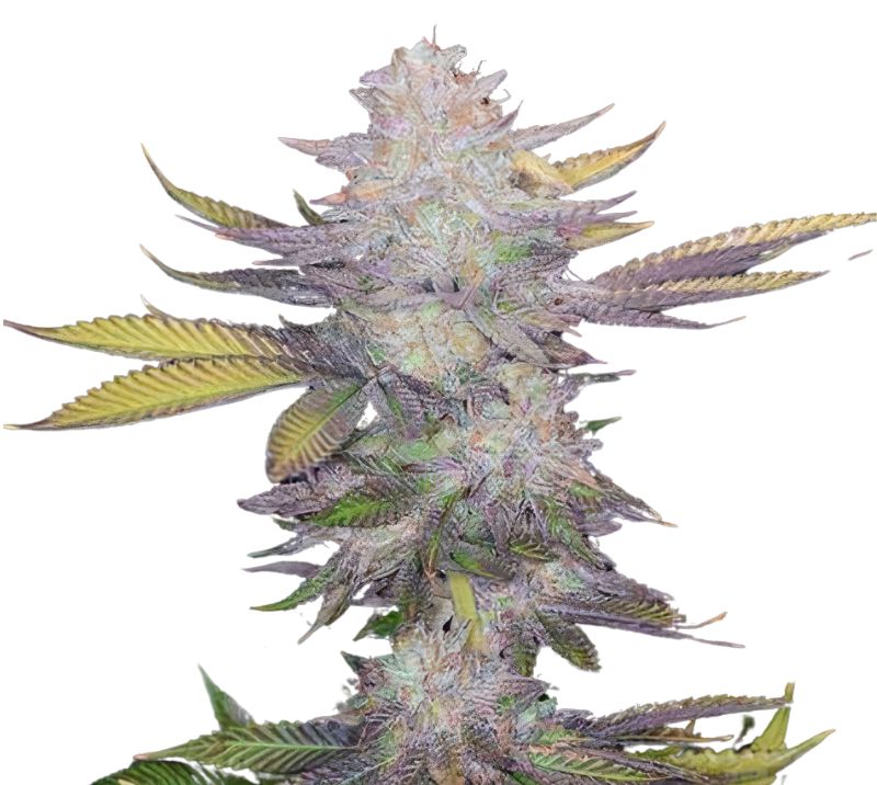 Montana Silvertip Feminized