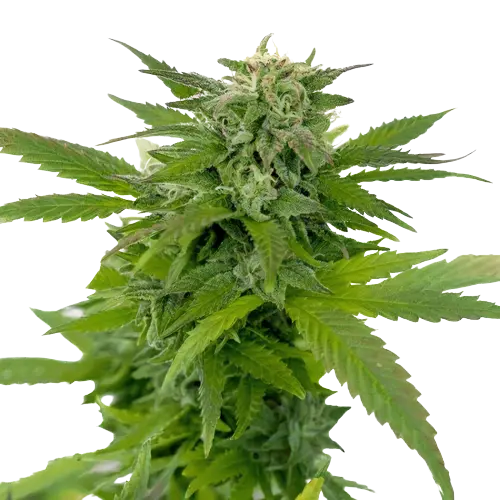 Moonshine Haze Feminized