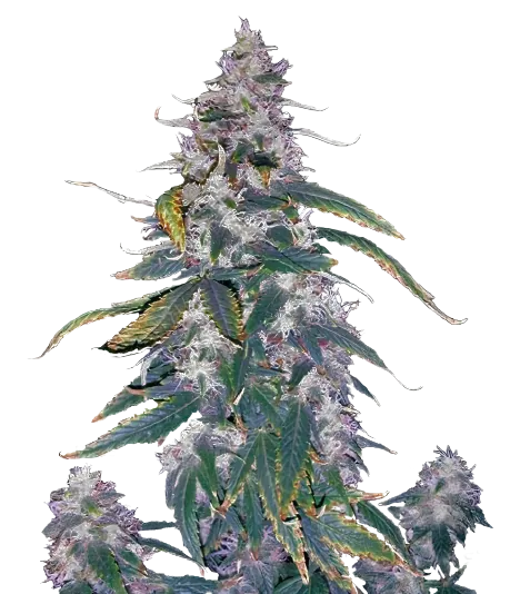 Morning Glory Feminized