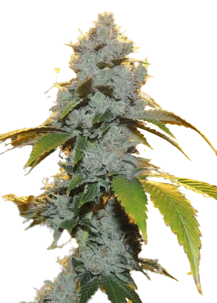 Motorbreath #15 Feminized