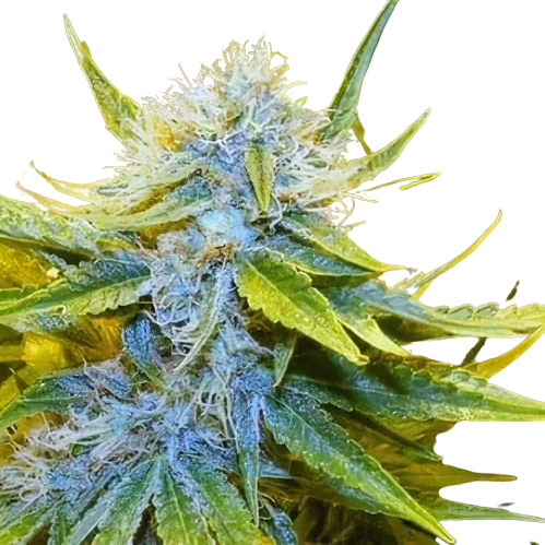 Mr. Nice Feminized