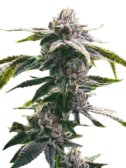 Ms. Universe Feminized