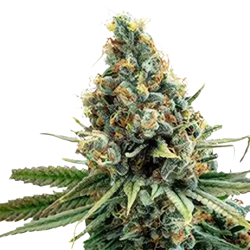 North American Feminized