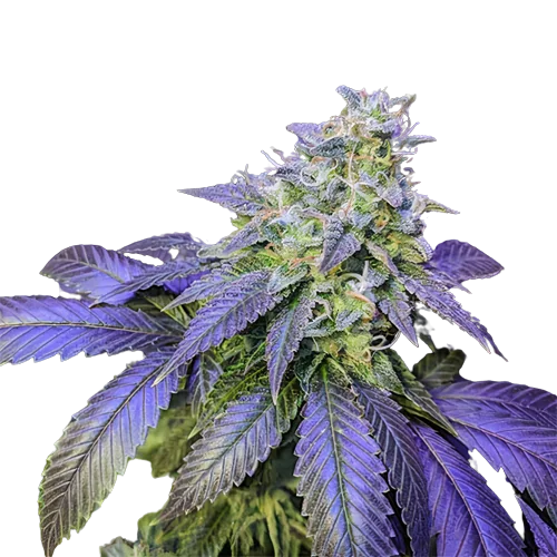 Northern Berry Feminized