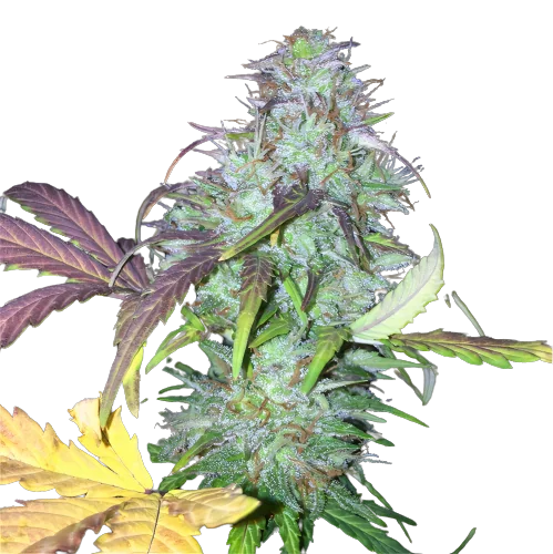 NY-47 Feminized