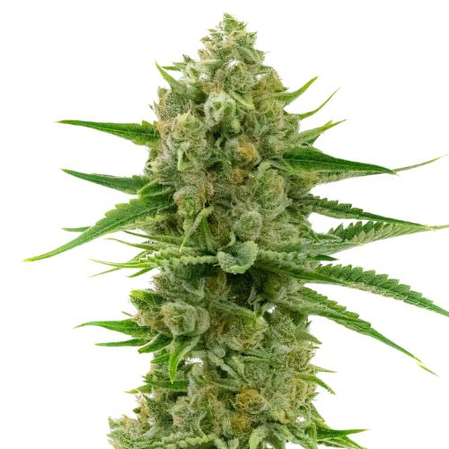 Pine Feminized