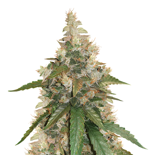 Pine Tar Kush Feminized