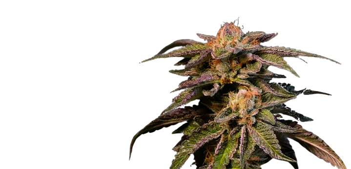 Pure Love Feminized