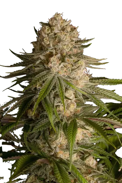 Pure OG Feminized