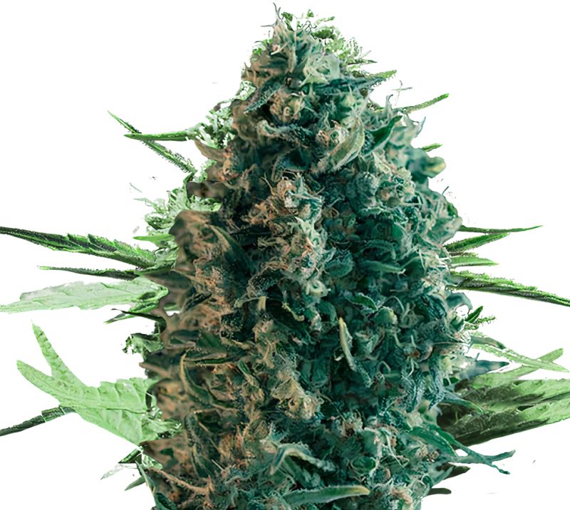 Pure Power Plant Feminized