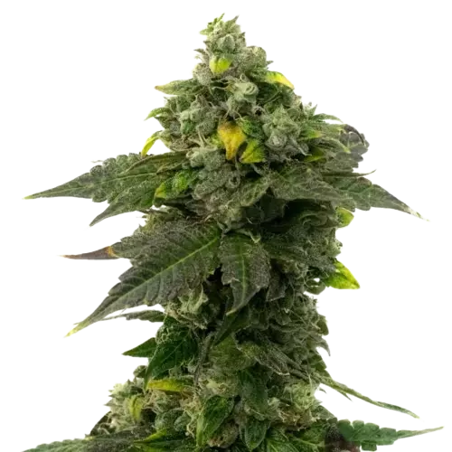 Red Bruce Feminized