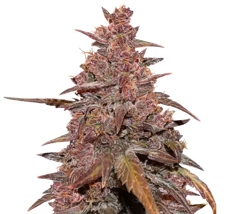 Red Congolese Auto