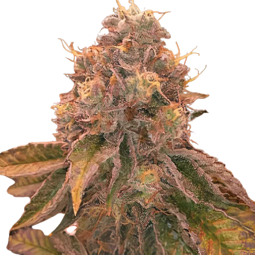 Red Eye OG Feminized