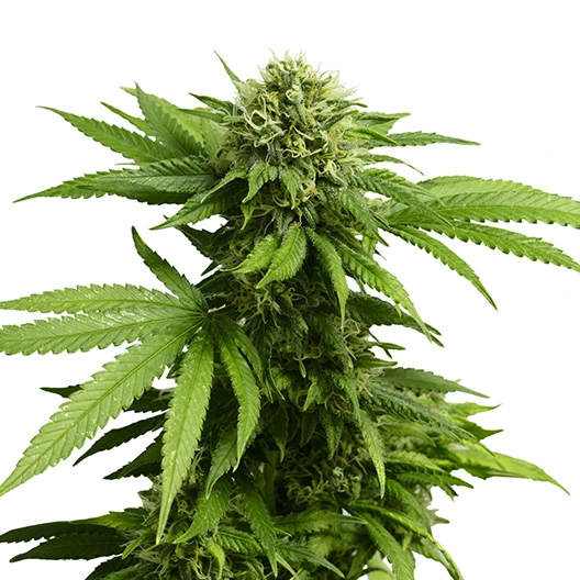 Silverfalls Kush Feminized