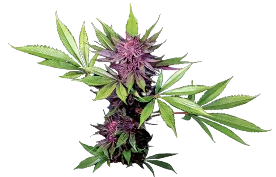 Sirius Black Feminized