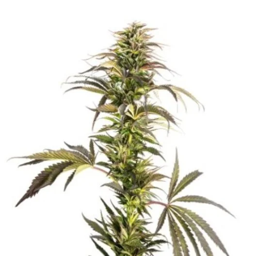 Soul Shine Feminized