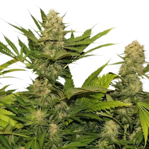 Space Queen Feminized