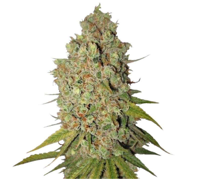 Special Kush #1 Feminized