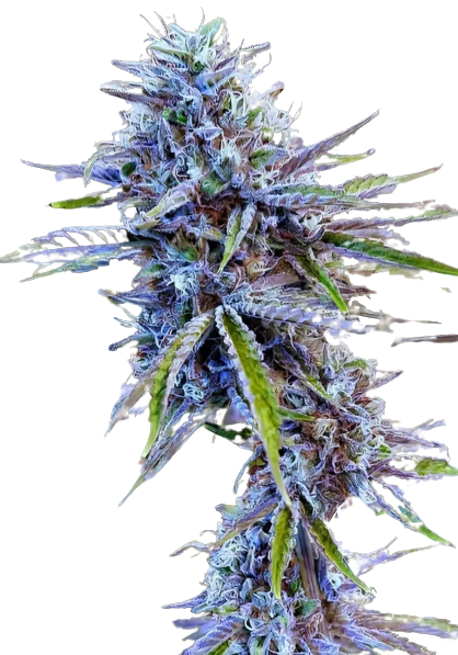 Stardawg Feminized