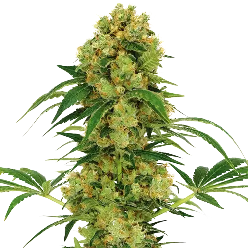Stephen Hawking Kush CBD Feminized
