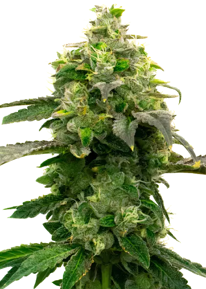 Steve's Dream Queen Feminized