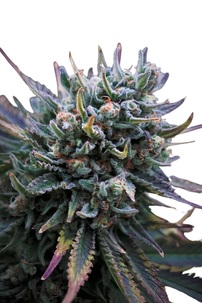Supergirl Feminized