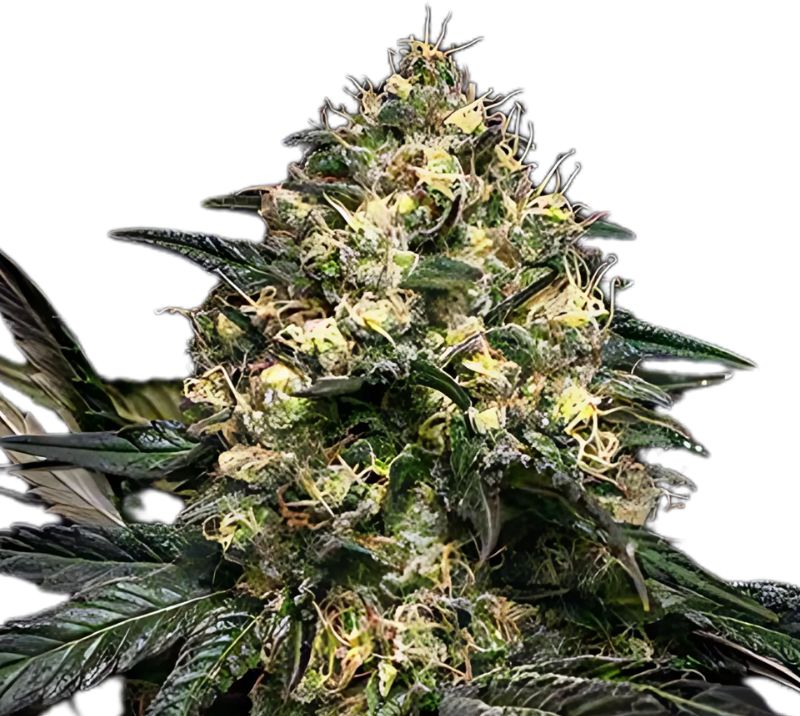 Superglue Feminized