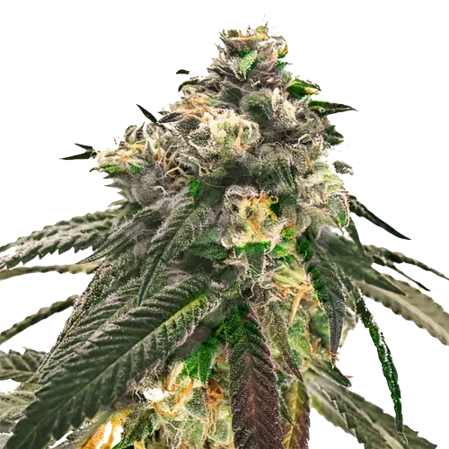 Sweet Diesel Feminized