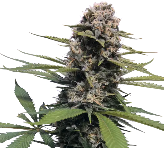 Timewreck Feminized